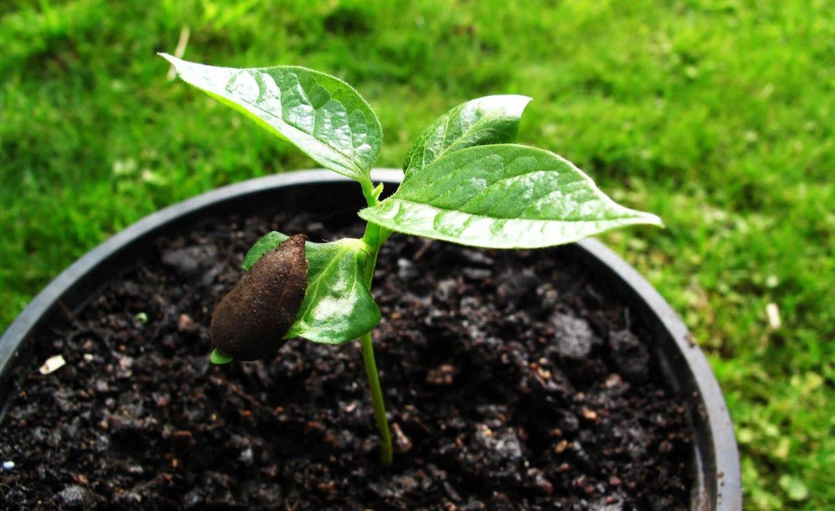 Persimmon Tree Seedling Q3013