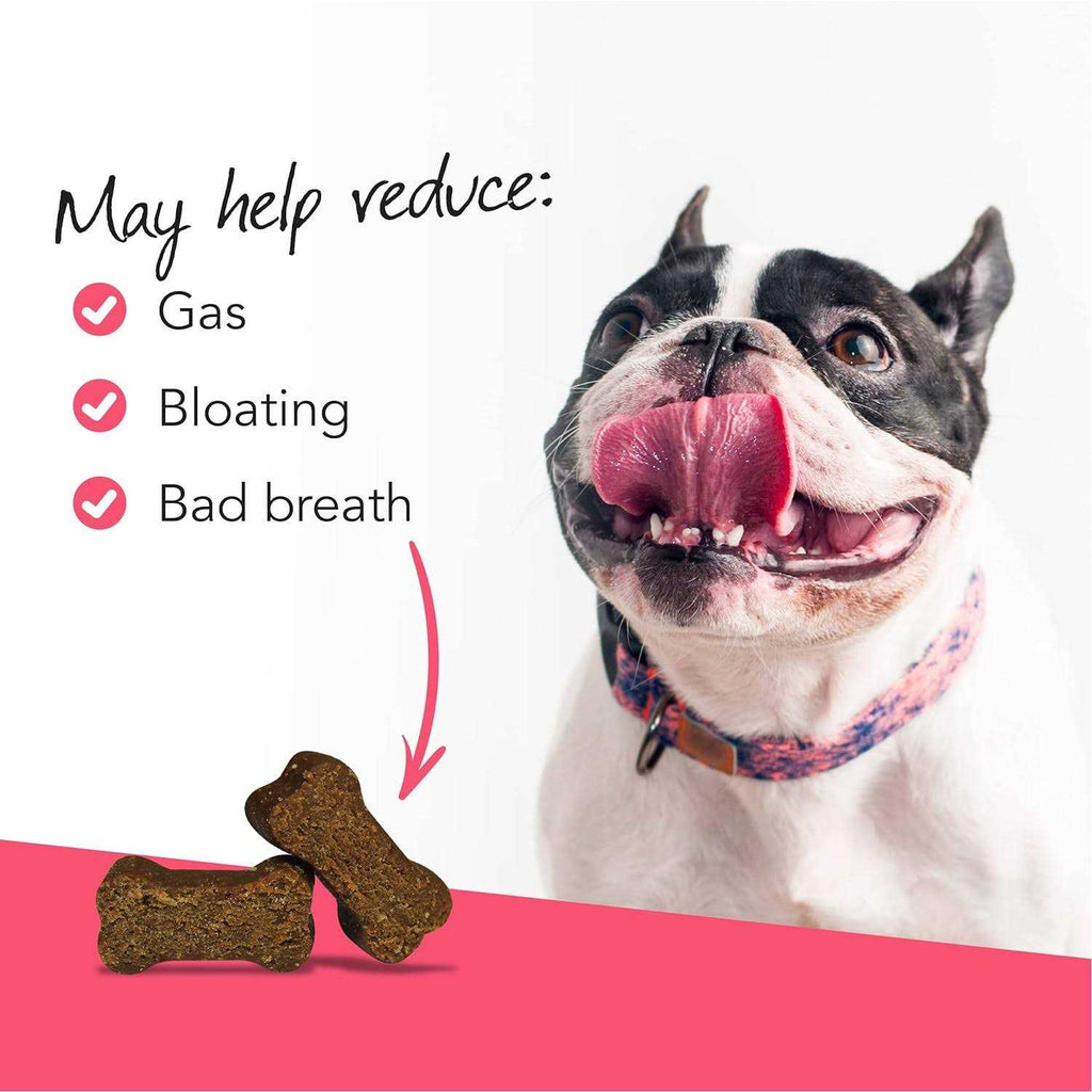 Probiotic Everyday Chews for Dogs G271974