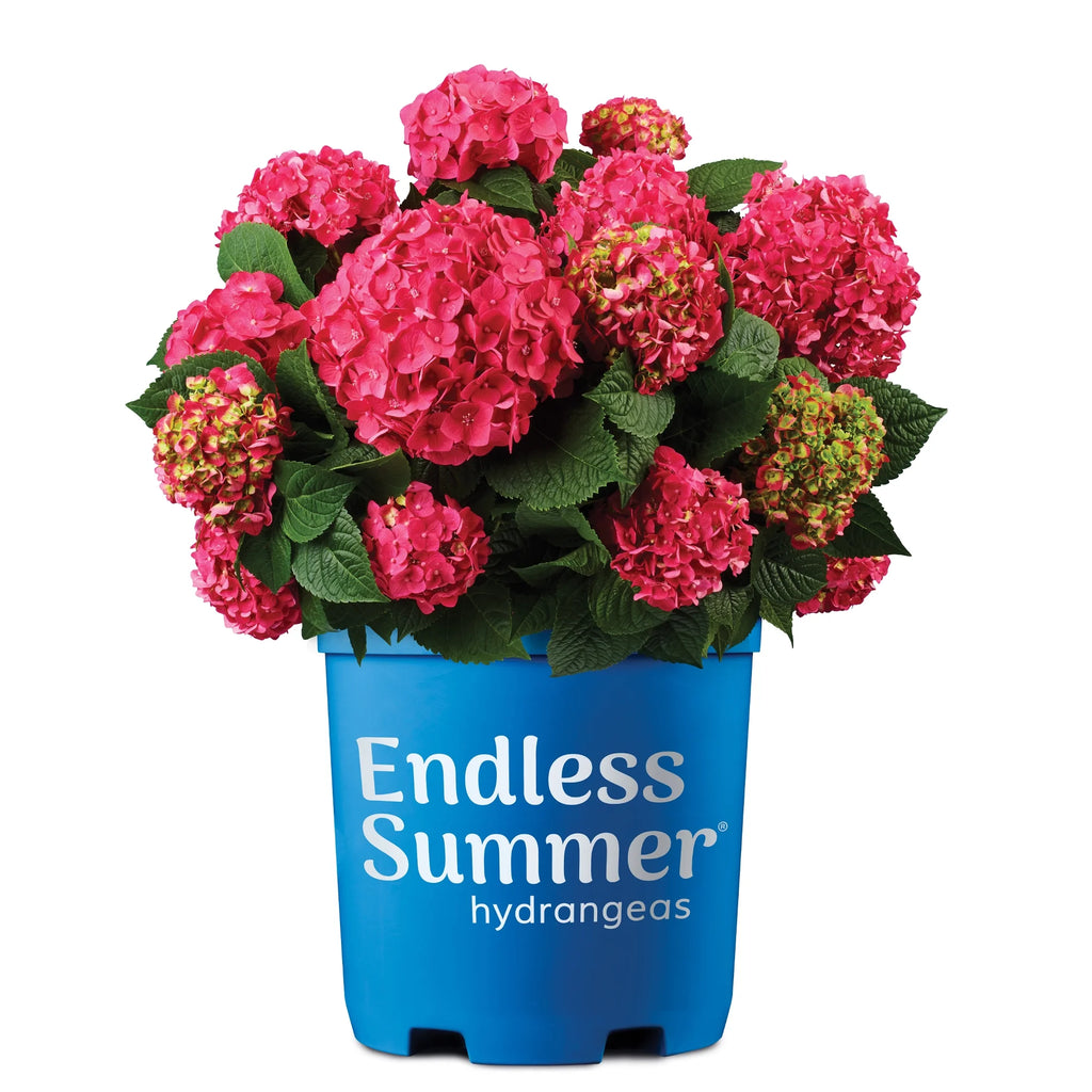 Hydrangea Live Shrub 1 Gallon Z746987