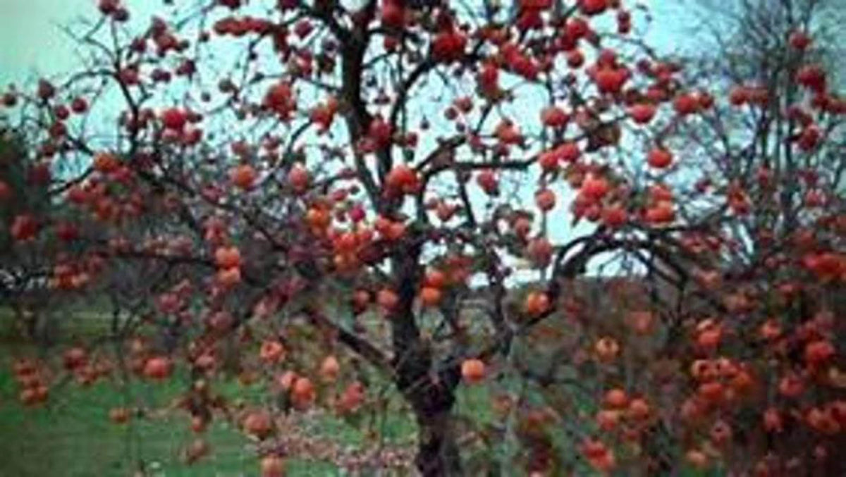 Persimmon Tree Seedling Q3013