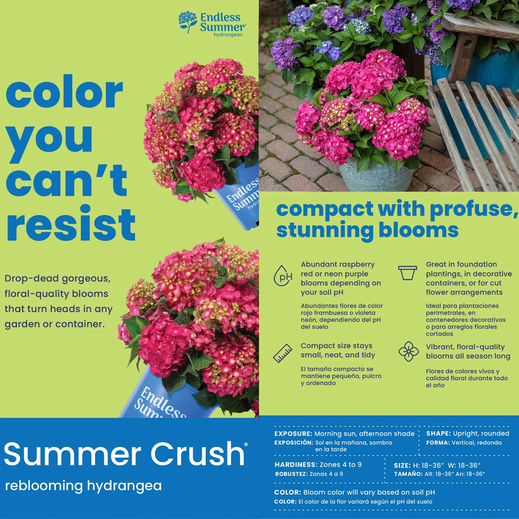 Hydrangea Live Shrub 1 Gallon Z746987