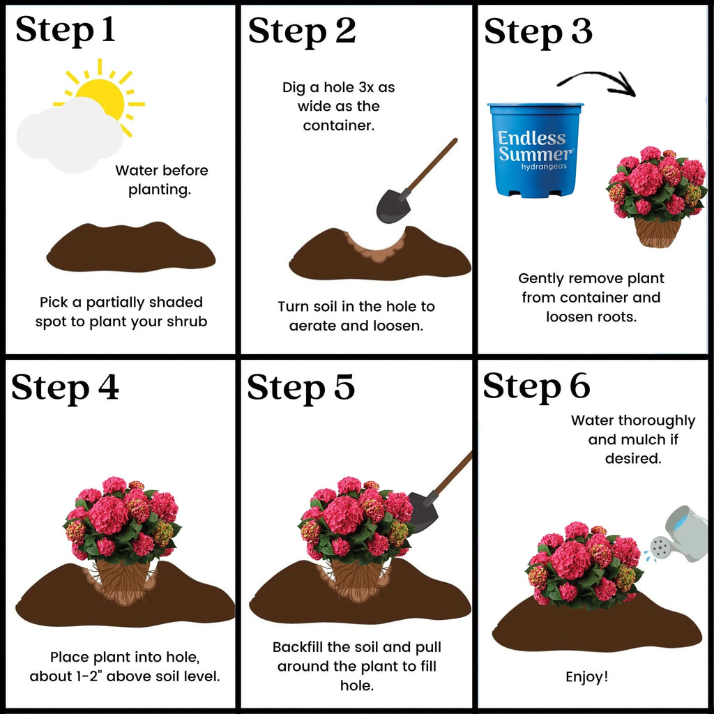 Hydrangea Live Shrub 1 Gallon Z746987