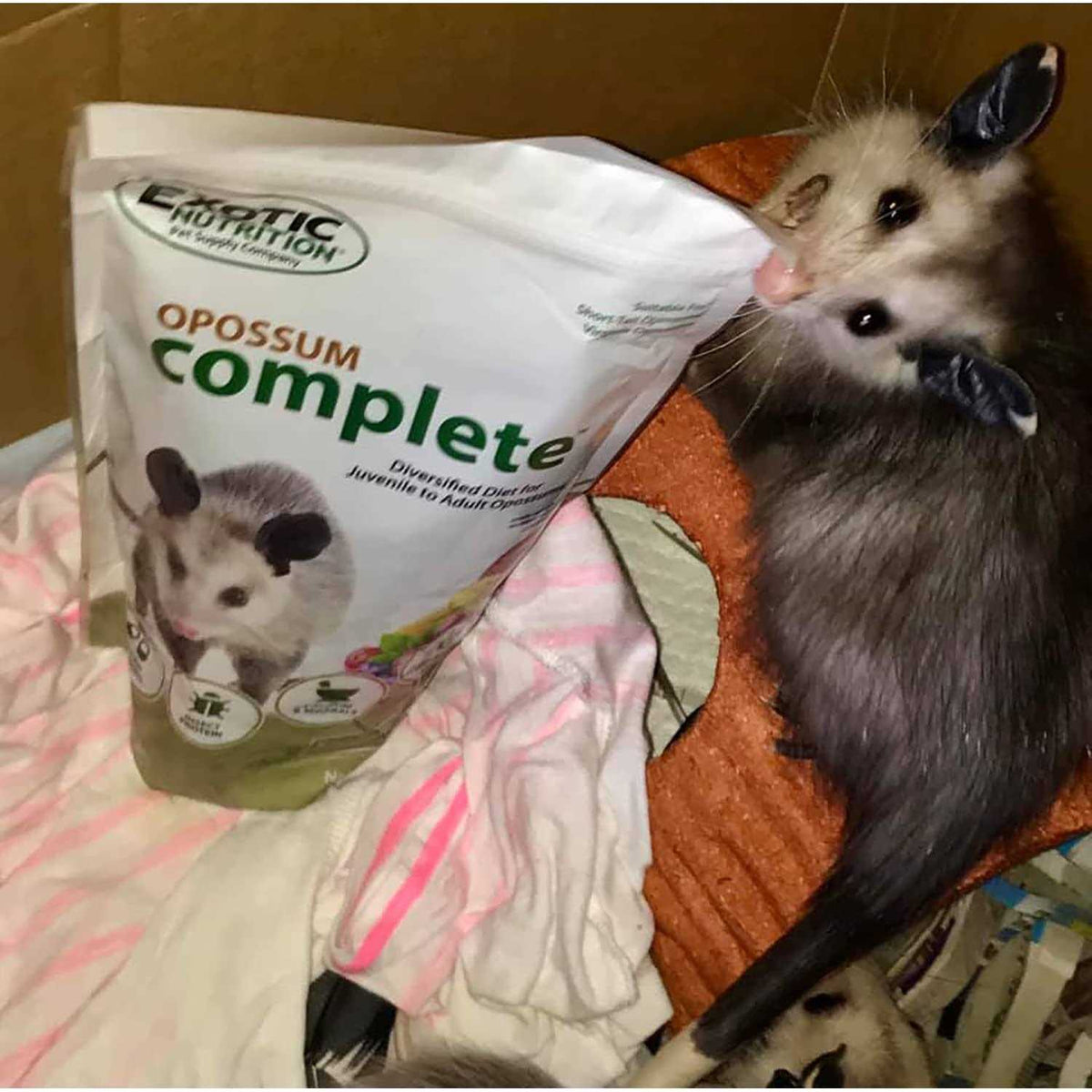 Opossum Complete Food Y113