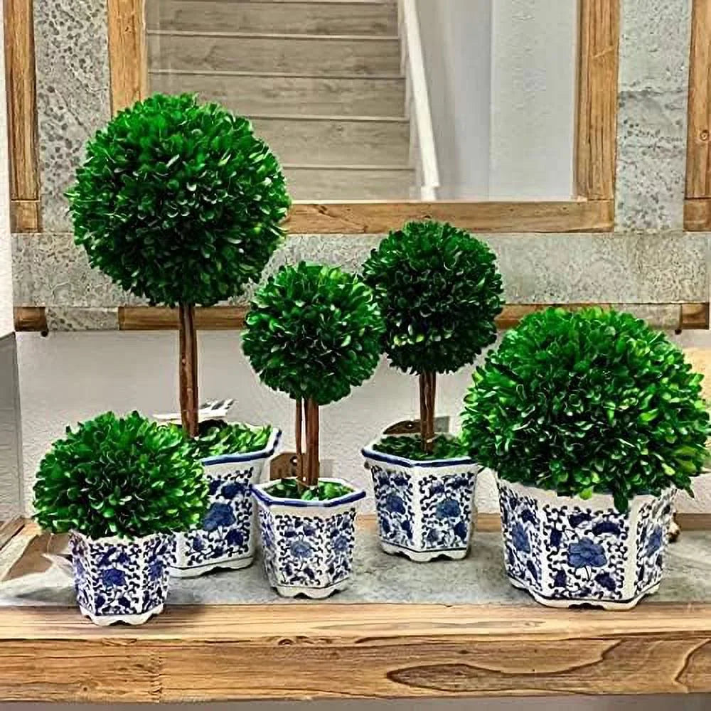 Preserved Boxwood Topiary Tree in Ceramic Planter 14" Tall S169249