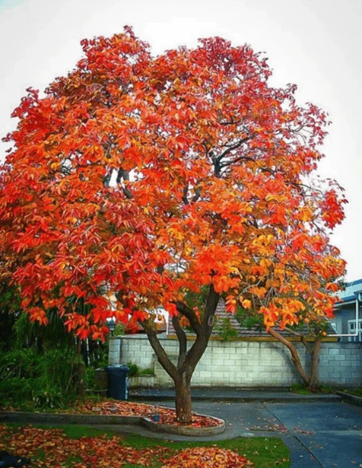 Persimmon Tree Seedling Q3013