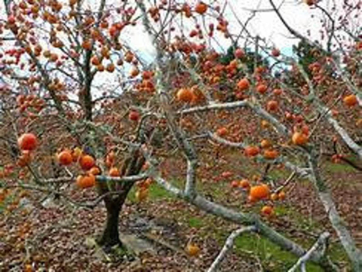 Persimmon Tree Seedling Q3013