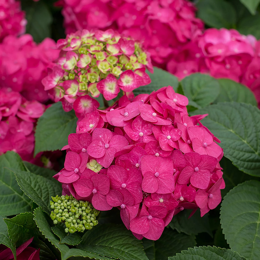 Hydrangea Live Shrub 1 Gallon Z746987