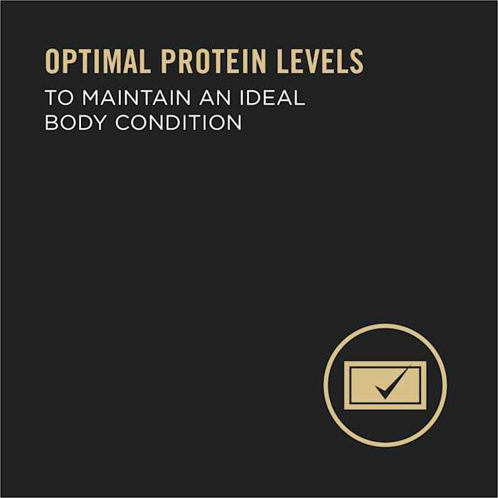 High Protein Wet Dog Food L76085
