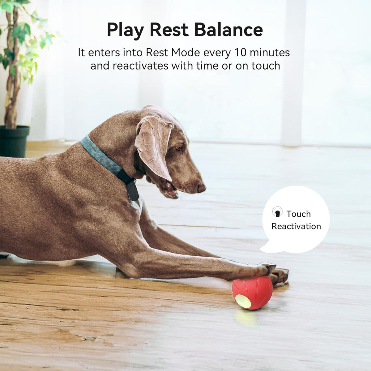 Smart Interactive Dog Toy with LED Lights E69576