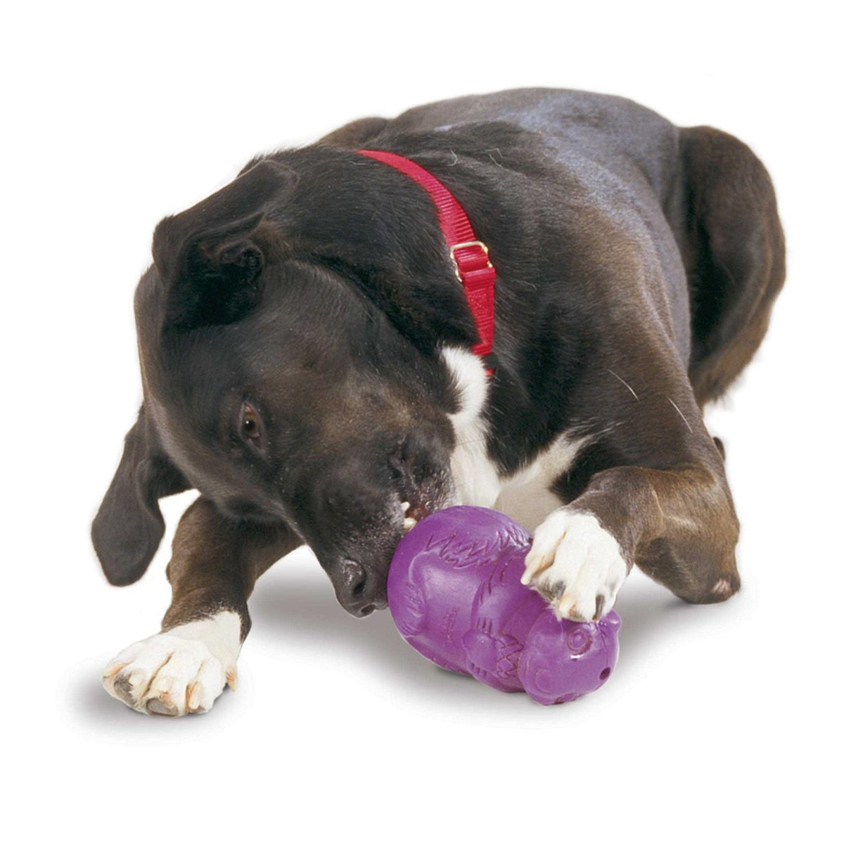 Squirrel Dude Dog Toy E23438