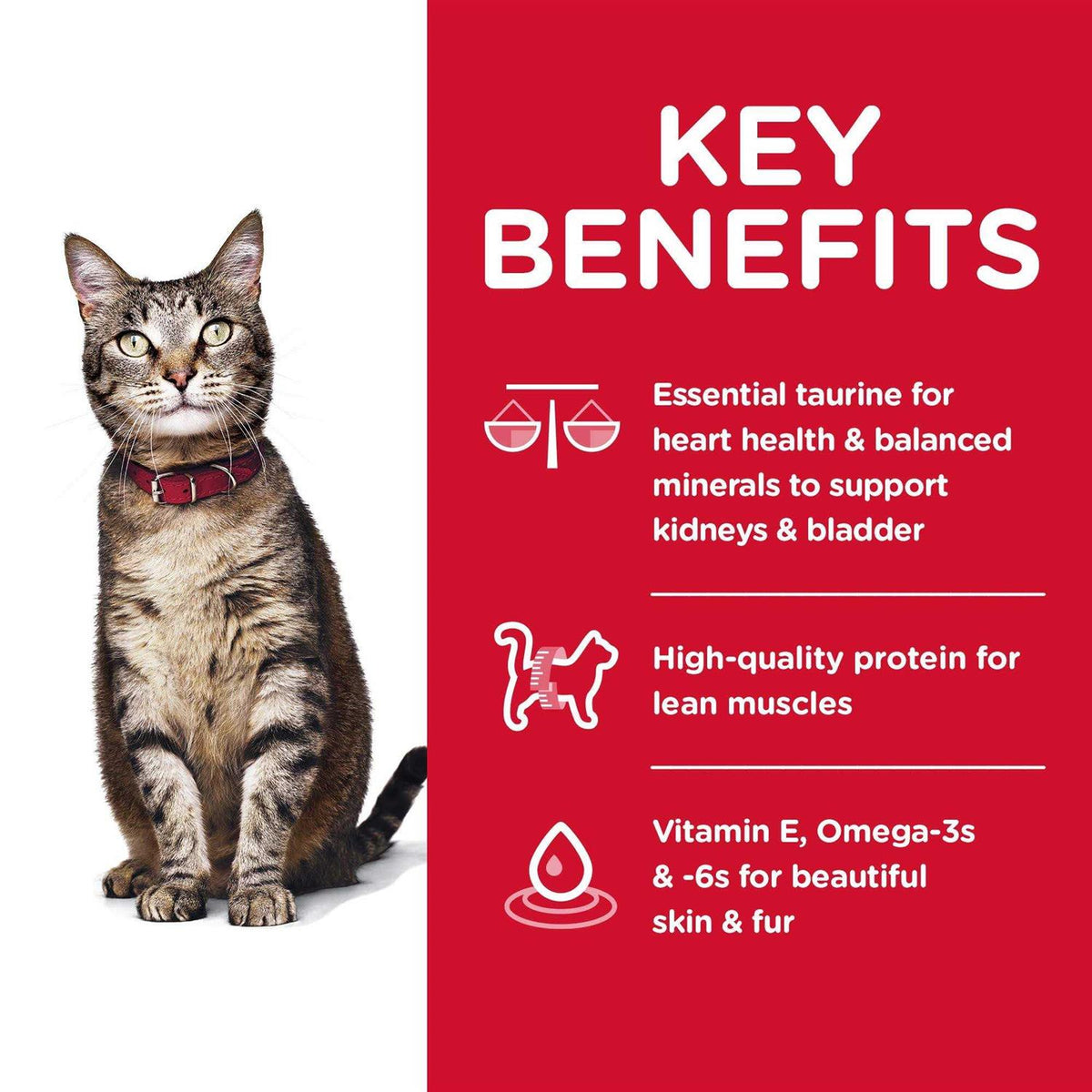 Adult Dry Cat Food V6373