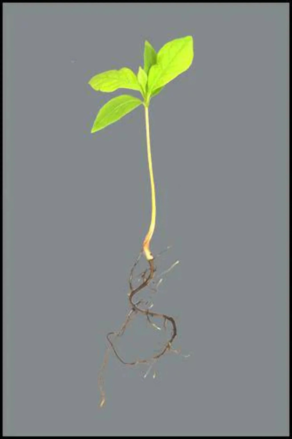 Persimmon Tree Seedling Q3013