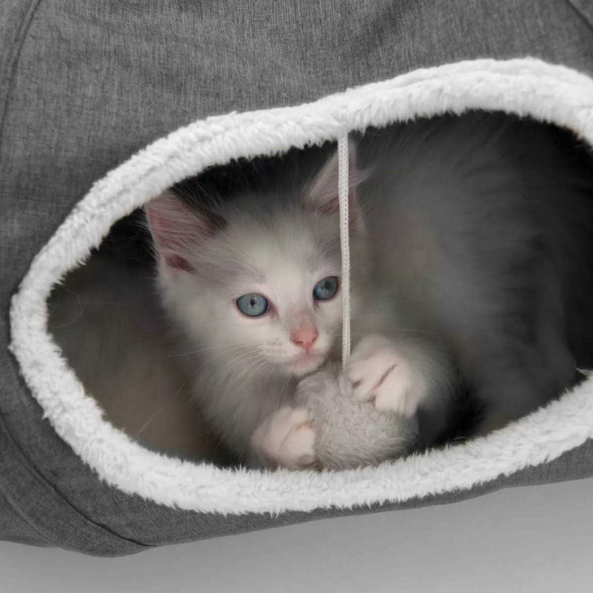 Cat Tunnel T621