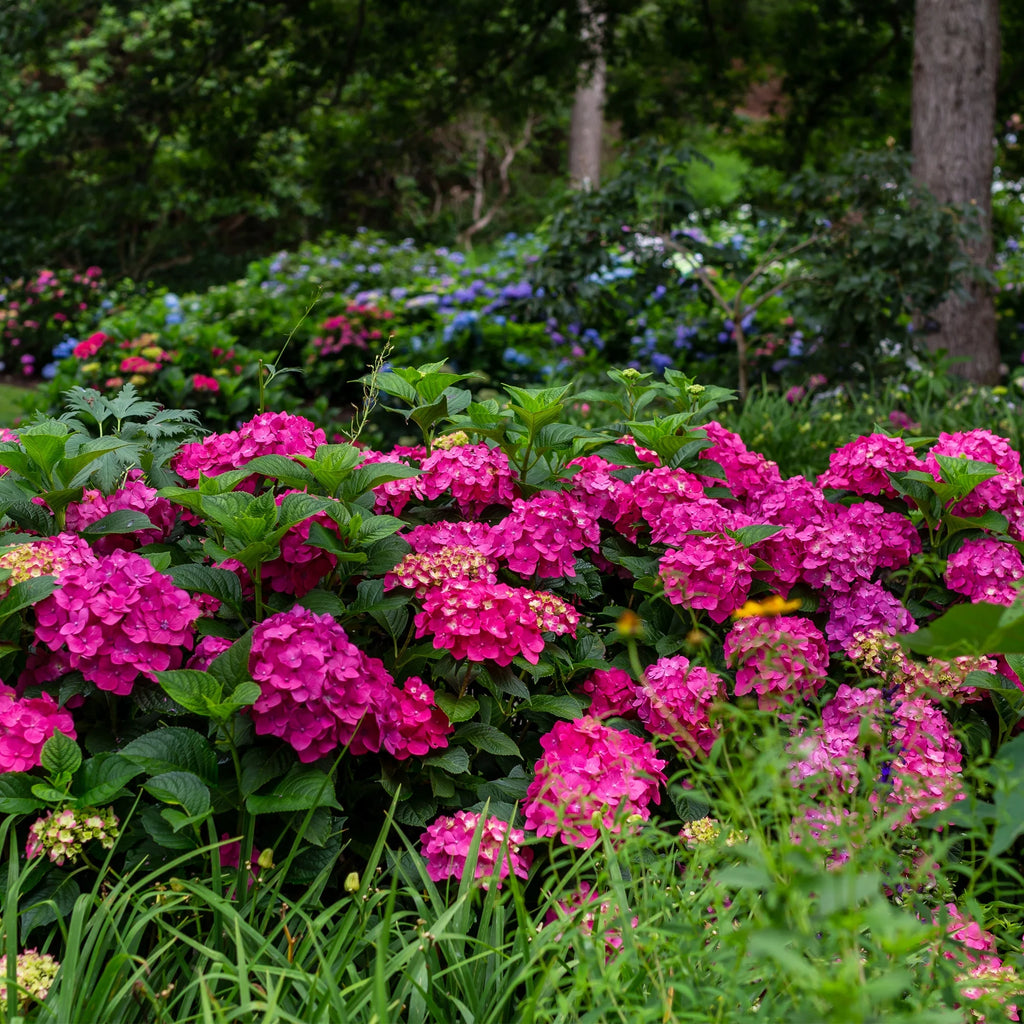 Hydrangea Live Shrub 1 Gallon Z746987