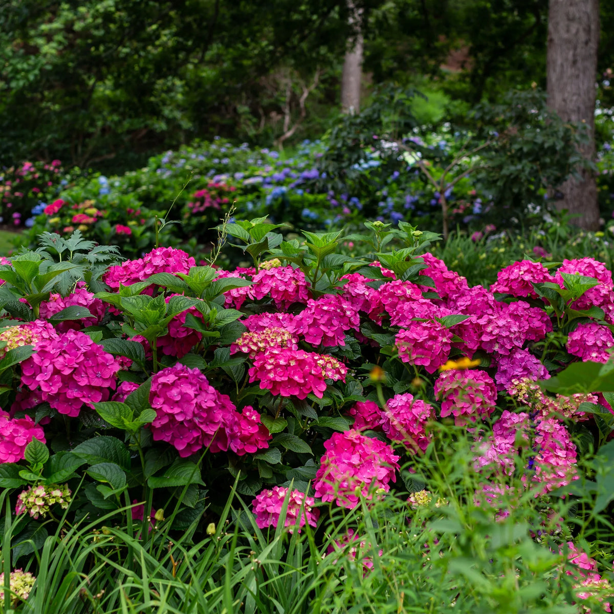 Hydrangea Live Shrub 1 Gallon Z746987