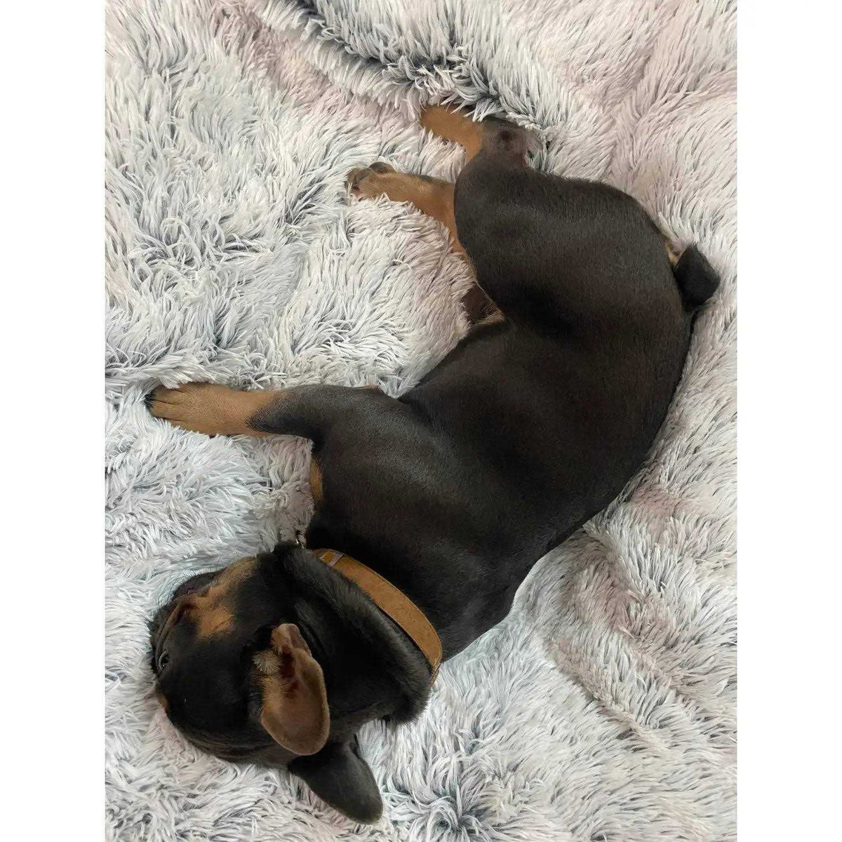 Dog Waterproof Blanket Y83686