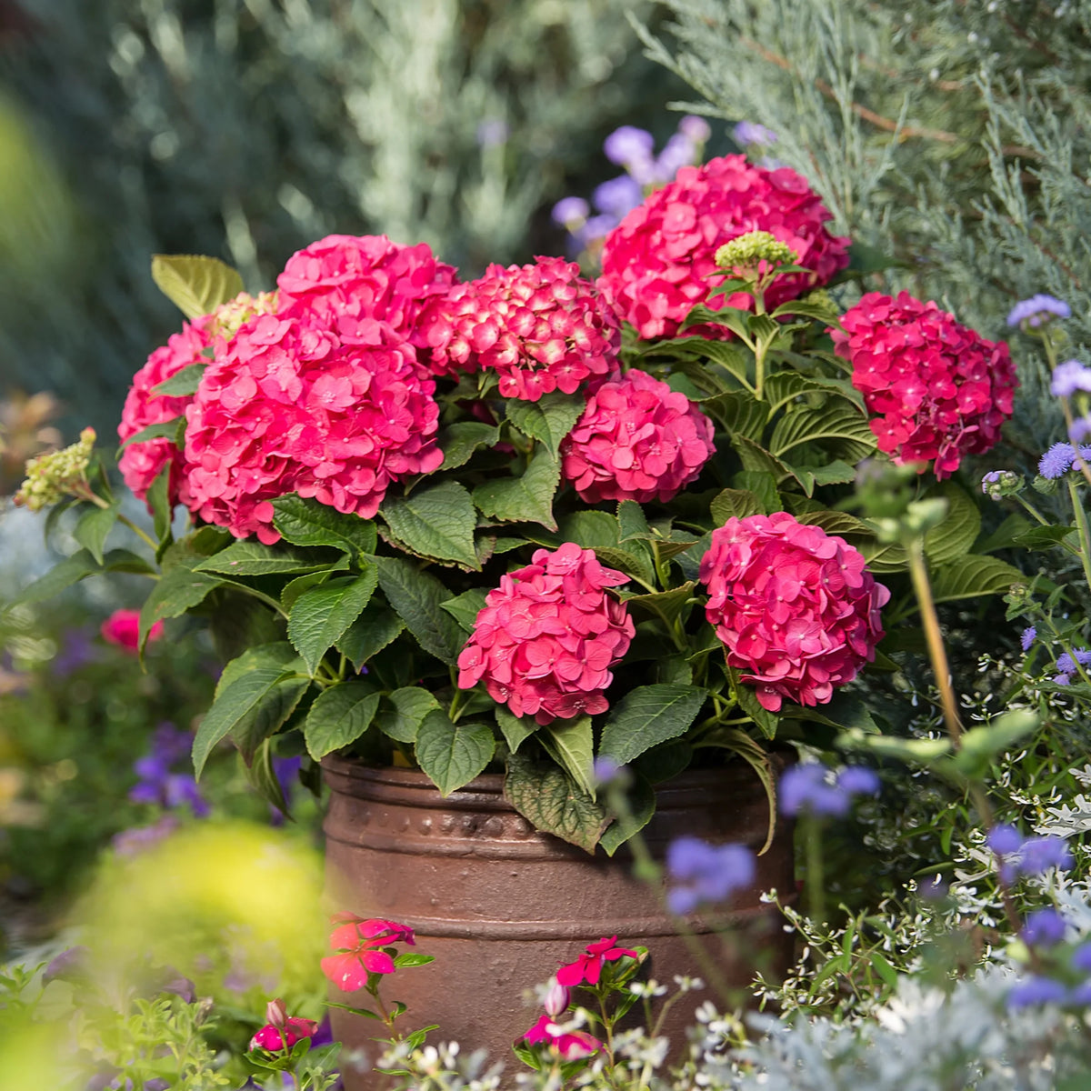Hydrangea Live Shrub 1 Gallon Z746987
