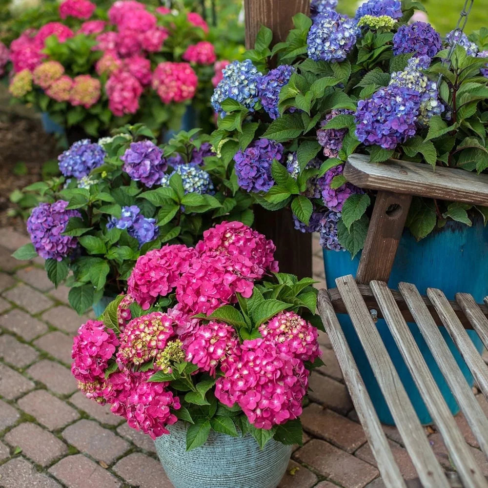 Hydrangea Live Shrub 1 Gallon Z746987
