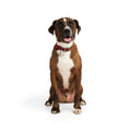 Buffalo Checkered Dog Collar J176385