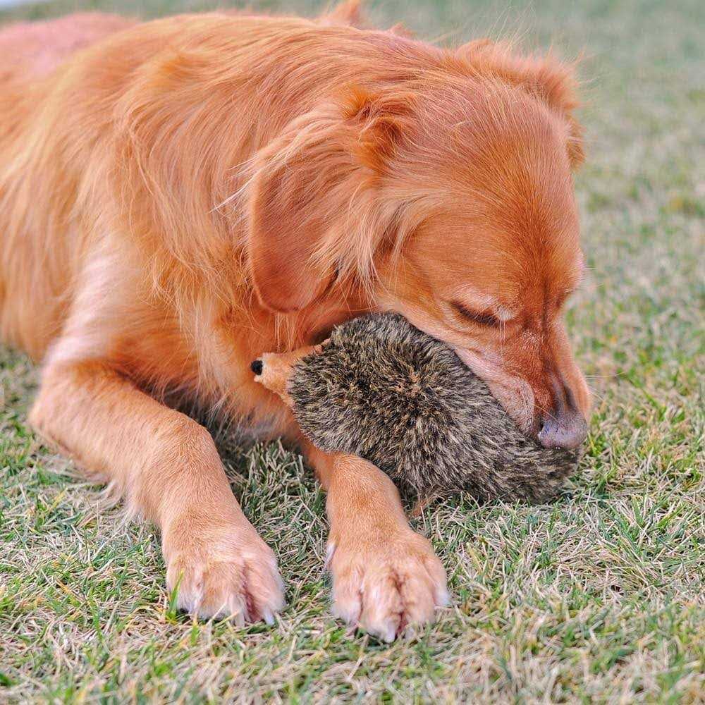 Hedgehog Dog Toy O742610