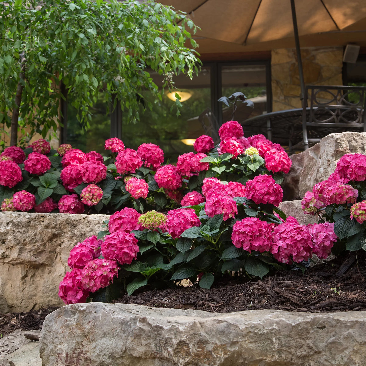 Hydrangea Live Shrub 1 Gallon Z746987