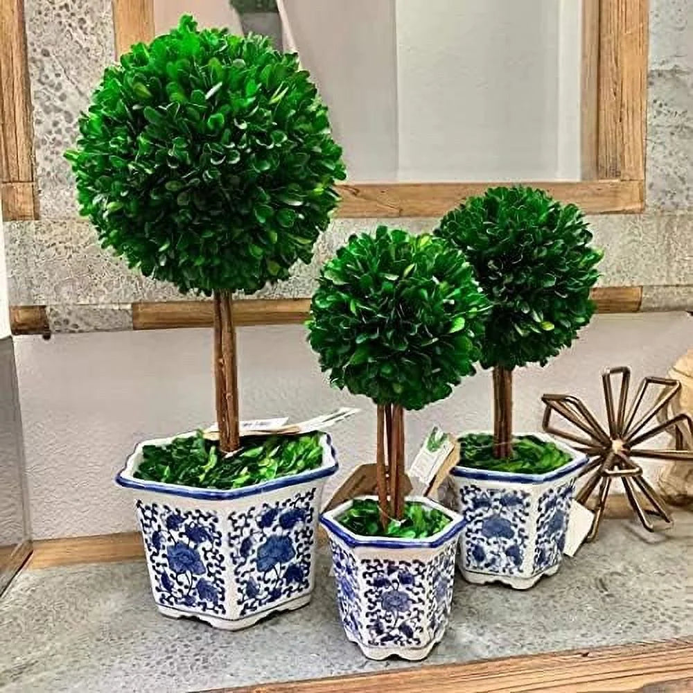 Preserved Boxwood Topiary Tree in Ceramic Planter 14" Tall S169249